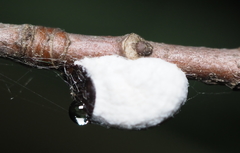 Pulvinaria innumerabilis