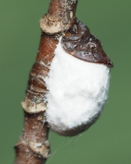 Pulvinaria innumerabilis