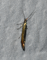 Coleophora deauratella