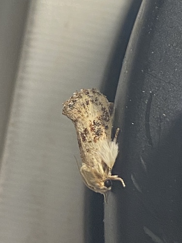 Frilly Grass Tubeworm Moth photo 4