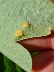 Puccinia sileris