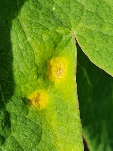 Puccinia sileris