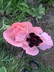 Papaver × pseudo-orientale