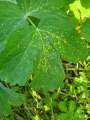 Puccinia sileris