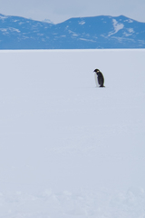 Aptenodytes forsteri