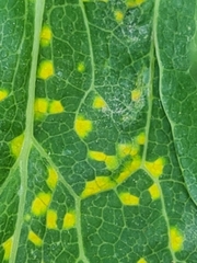 Puccinia sileris