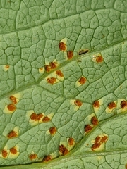 Puccinia sileris