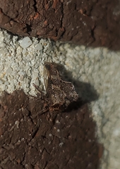 Telamona ampelopsidis