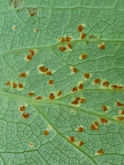 Puccinia sileris