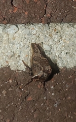 Telamona ampelopsidis
