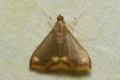 Clupeosoma