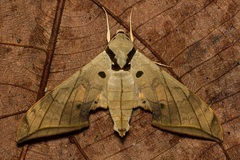 Ambulyx substrigilis