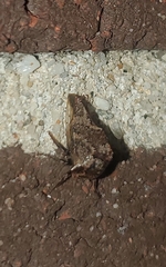 Telamona ampelopsidis