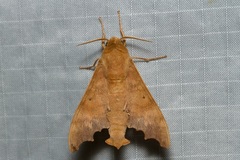 Cypa decolor decolor