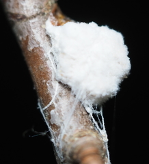 Pulvinaria innumerabilis