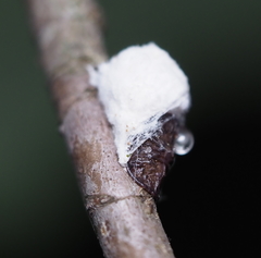 Pulvinaria innumerabilis