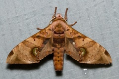 Daphnusa ocellaris