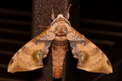 Daphnusa ocellaris