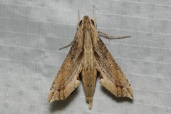 Eupanacra regularis