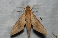 Theretra sumatrensis