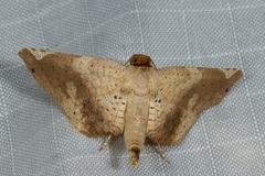 Calindoea atripunctalis