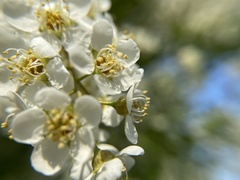 Prunus