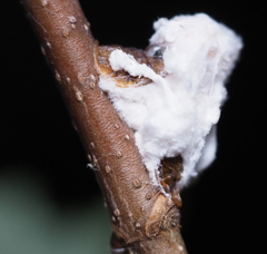 Pulvinaria innumerabilis