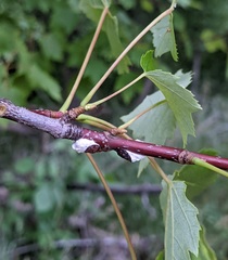 Pulvinaria innumerabilis