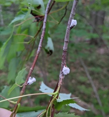 Pulvinaria innumerabilis