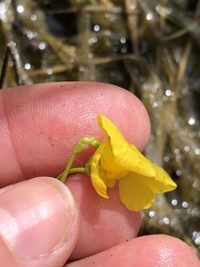 Utricularia intermedia