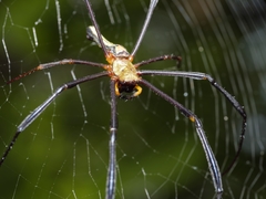 Nephila pilipes