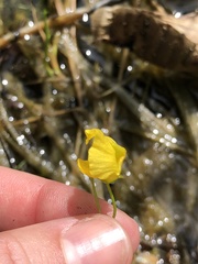Utricularia intermedia