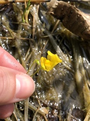 Utricularia intermedia