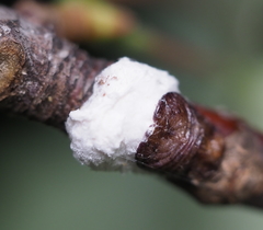 Pulvinaria innumerabilis