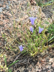 Campanula reverchonii