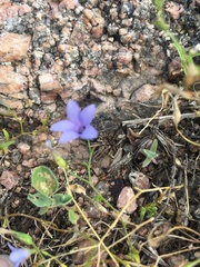Campanula reverchonii