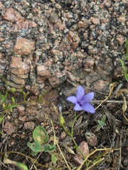 Campanula reverchonii