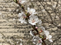 Prunus