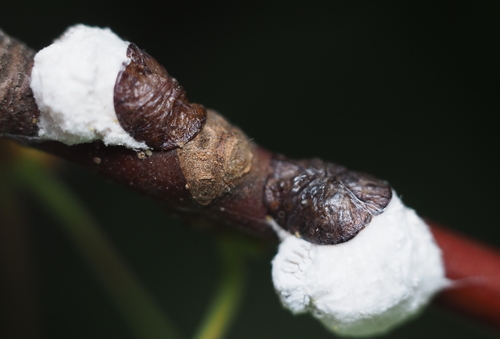 Cottony Maple Scale photo 5