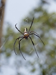 Nephila pilipes