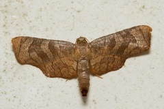Opula lepida