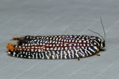 Cerace cyanopyga