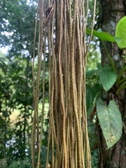 Caryota