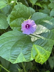 Ipomoea ficifolia