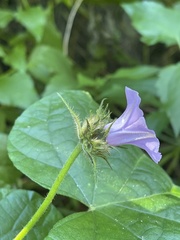Ipomoea ficifolia