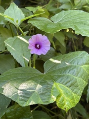 Ipomoea ficifolia