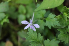 Delphinium anthriscifolium