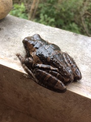 Trachycephalus quadrangulum