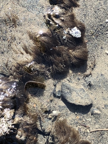 Ectocarpus siliculosus observed 2018-02-27