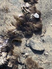 Ectocarpus siliculosus